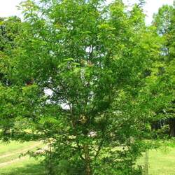 Gleditsia aquatica Water Locust seed for sale 