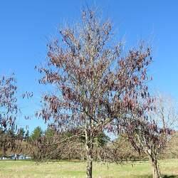 Gleditsia sinensis Chinese Honeylocust, Soap Bean, Soap Pod seed for sale 