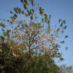 Gliricidia sepium Quickstick, Madre, Nicaraguan Coffee-shade seed for sale 