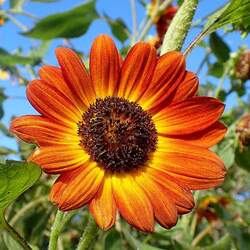 Helianthus annuus   Autumn Beauty Autumn Beauty Common Sunflower seed for sale 