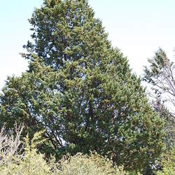 Cupressus guadalupensis Guadeloupe Cypress, Guadalupe Cypress seed for sale 