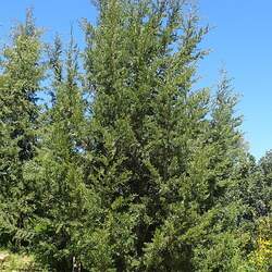 Cupressus sempervirens  Horizontalis Italian Cypress, Mediterranean Cypress seed for sale 