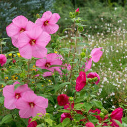 Hibiscus moscheutos Crimsoneyed Rosemallow, Marsh Mallow, Common Rose Mallow, Swamp Rosemallow seed for sale 