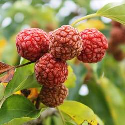 Maclura tricuspidata Chinese Mulberry, Cudrang, Silkworm Thorn, Mandarin Melon Berry, Che seed for sale 