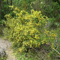 Hippocrepis emerus Scorpion Senna seed for sale 