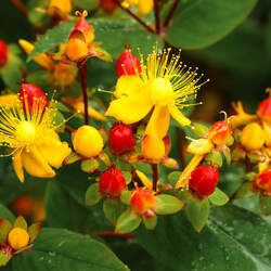 Hypericum perforatum Common St. Johnswort seed for sale 