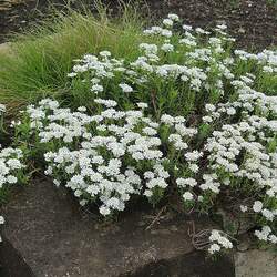 Iberis sempervirens Evergreen Candytuft seed for sale 