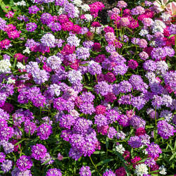 Iberis umbellata   Dwarf Fairy Dwarf Fairy Candytuft seed for sale 