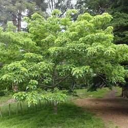 Idesia polycarpa Wonder Tree, Ligiri Tree seed for sale 