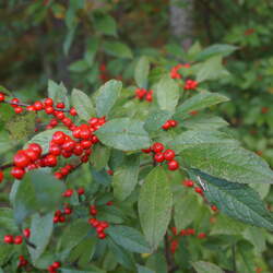 Ilex montana Mountain Holly, Mountain Winterberry seed for sale 