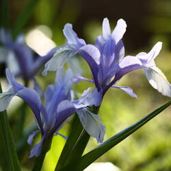 Iris magnifica  f. caerulea Blue Juno Iris seed for sale 