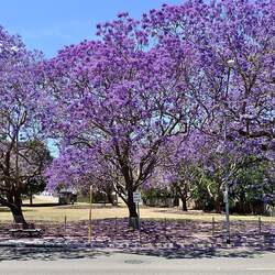 Jacaranda mimosifolia Black Poui, Jacaranda, Blue Jacaranda, Green Ebony Tree, The Fern Tree seed for sale 