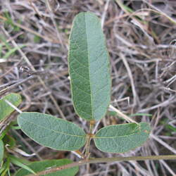 Kennedia rubicunda Dusky Coral Pea seed for sale 