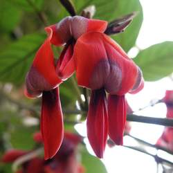 Kennedia rubicunda Dusky Coral Pea seed for sale 