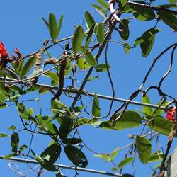 Kennedia rubicunda Dusky Coral Pea seed for sale 