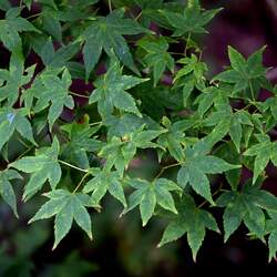 Acer campbellii wilsonii Wilson's Maple seed for sale 