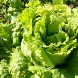 Lactuca sativa   Hanson Improved Garden Lettuce, Lettuce, Hanson Improved seed for sale 