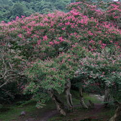 Lagerstroemia indica Crapemyrtle, Crape Myrtle seed for sale 