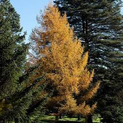 Larix gmelinii  olgensis Olga Bay Larch seed for sale 