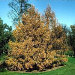 Larix x eurolepis Dunkeld Larch seed for sale 