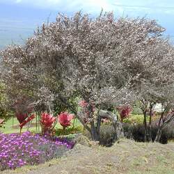 Leptospermum scoparium Broom Teatree, Tea Tree, Manuka seed for sale 