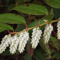 Leucothoe fontanesiana Highland Doghobble, Dog Hobble seed for sale 