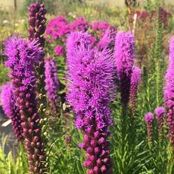 Liatris spicata  Kobold Kobold Blazing Star, Kobold Spike Gayfeather seed for sale 