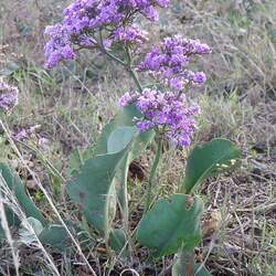 Limonium gmelinii Siberian Statice seed for sale 