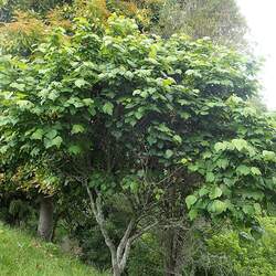 Lindera obtusiloba Japanese Spicebush seed for sale 