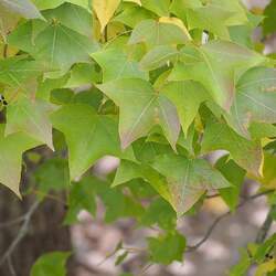 Liquidambar formosana Formosan Sweetgum, Formosan Gum, Chinese Sweet Gum seed for sale 