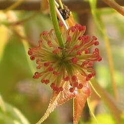 Liquidambar formosana Formosan Sweetgum, Formosan Gum, Chinese Sweet Gum seed for sale 