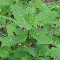 Lonicera alpigena Alpine Honeysuckle, Alps Honeysuckle seed for sale 