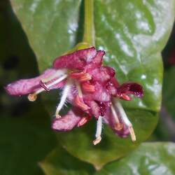 Lonicera alpigena Alpine Honeysuckle, Alps Honeysuckle seed for sale 