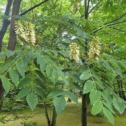 Maackia hupehensis Chinese Maackia seed for sale 