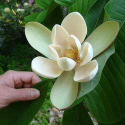 Magnolia officinalis  biloba Houpu Magnolia, Magnolia-bark Magnolia, Bi-lobed Magnolia seed for sale 