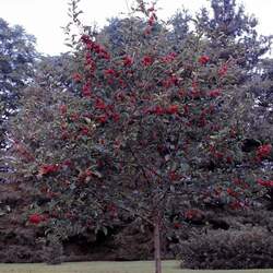 Malus sp   Dolgo Dolgo Crab Apple seed for sale 