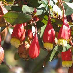 Eucalyptus forrestiana Fuschia Gum seed for sale 