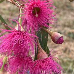 Eucalyptus leucoxylon megalocarpa Large-fruited Yellow Gum seed for sale 