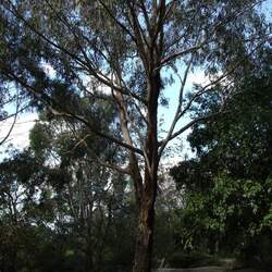 Eucalyptus goniocalyx Mountain Graygum, Long-Leaved Box, Bundy seed for sale 