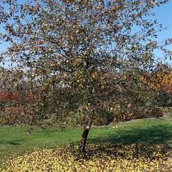 Malus ioensis Prairie Crab Apple seed for sale 