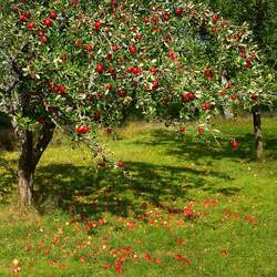 Malus pumila Paradise Apple, Common Apple seed for sale 