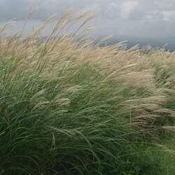 Miscanthus sinensis Chinese Silvergrass seed for sale 