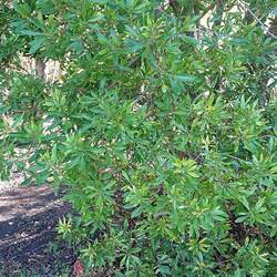 Myrica californica California Bayberry, Pacific Wax Myrtle seed for sale 