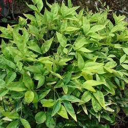 Nandina domestica   Nana Nana Heavenly Bamboo, Dwarf Heavenly Bamboo seed for sale 