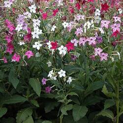 Nicotiana alata Jasmine Tobacco, Flowering Tobacco seed for sale 