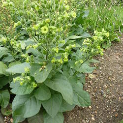 Nicotiana rustica Aztec Tobacco, Wild Tobacco seed for sale 