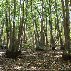 Nyssa sylvatica  biflora Swamp Tupelo, Swamp Blackgum seed for sale 