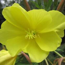 Oenothera lamarckiana Evening Primrose, Large-Flowered Evening Primrose seed for sale 