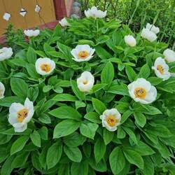 Paeonia wittmanniana Whittmann's Peony, Peony seed for sale 