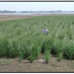 Panicum virgatum   Cave-in-Rock Switchgrass, Switch Grass, Cave-in-Rock seed for sale 